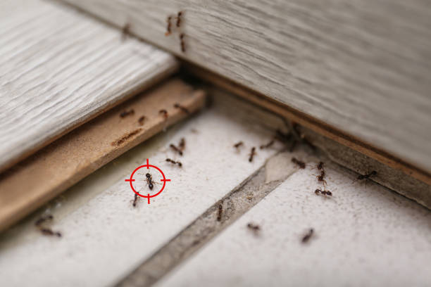 Trusted Carlton, OR Pest Control Experts