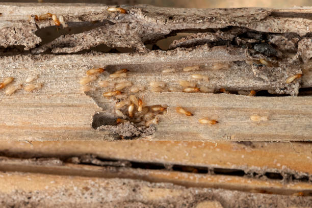 Best Termite Control Services  in Carlton, OR